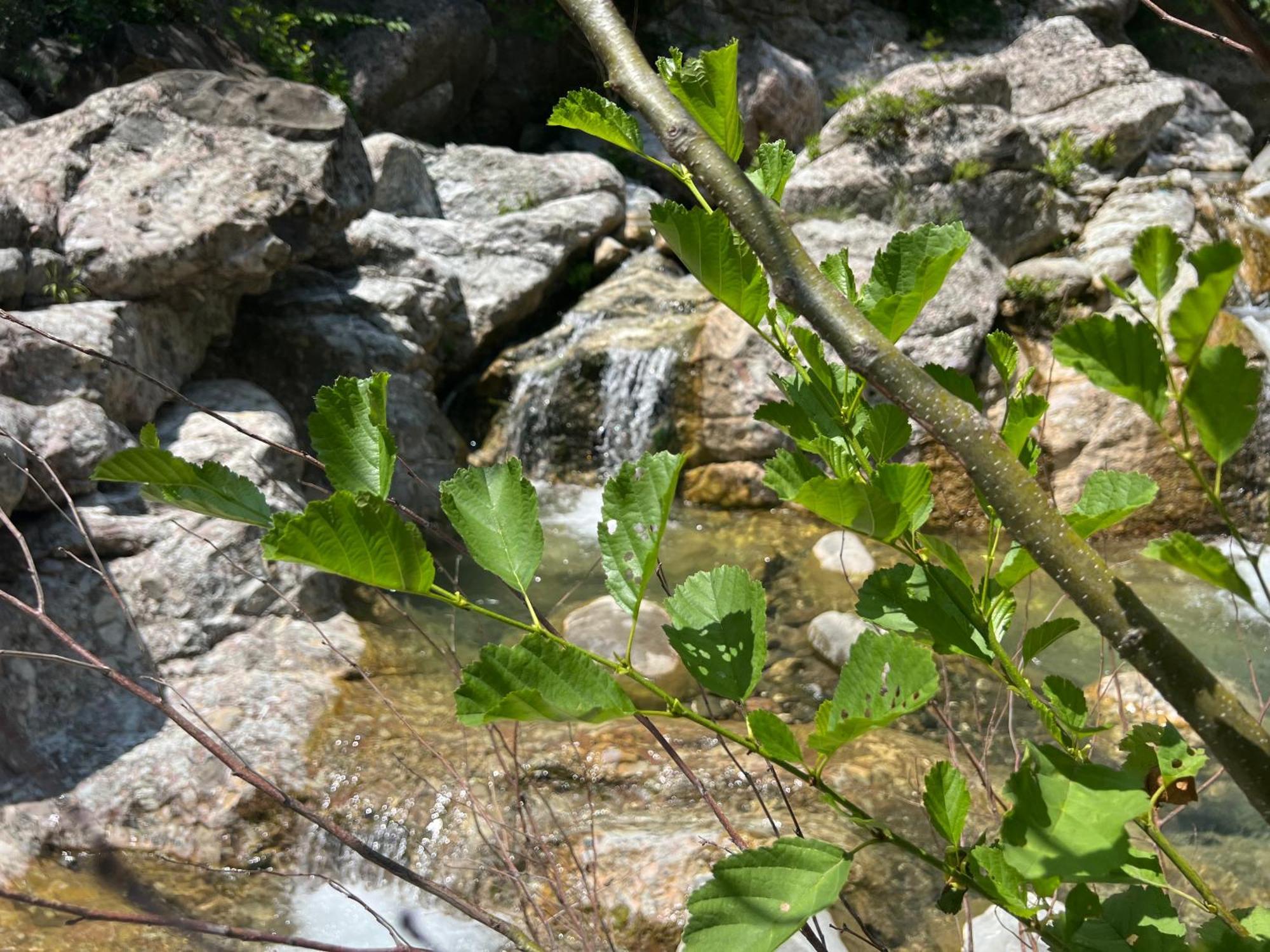 Baven -toven Naturae